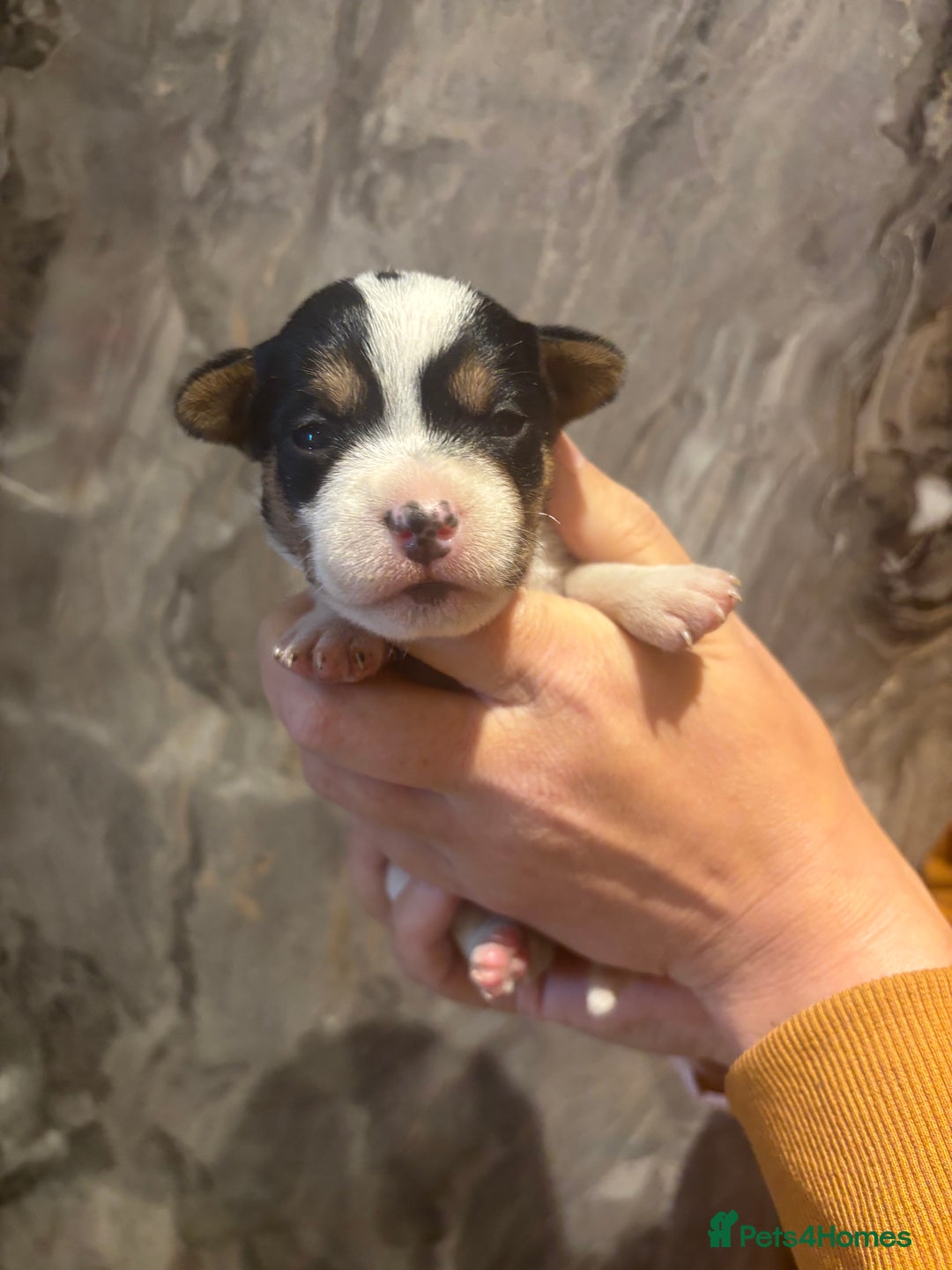 Parson Russell dogs for sale: Gorgeous Parson x Jack Russell’s  - Image 2