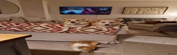 Welsh Corgi Pembroke dogs for stud: KC Registered Pembroke Corgi for Stud bobtail - Advert 9