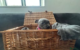 Staffordshire Bull Terrier dogs for sale: Blue and Black Staffordshire Bull Terriers - Image 20