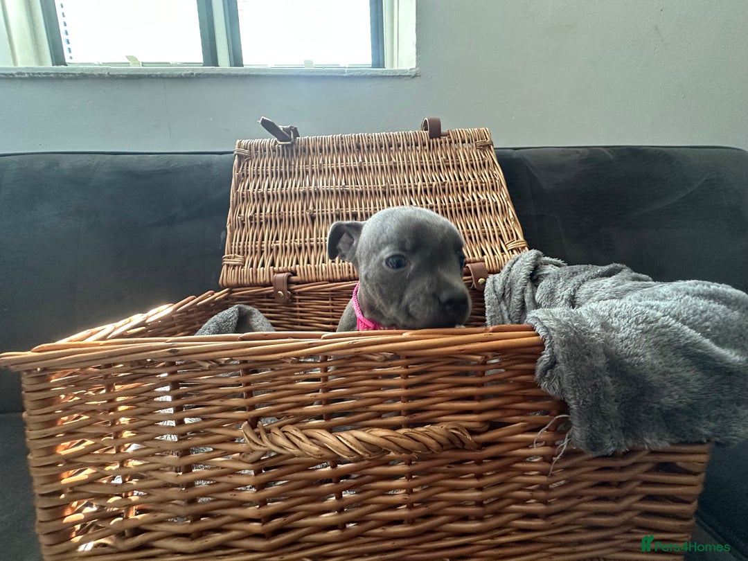 Staffordshire Bull Terrier dogs for sale: Blue and Black Staffordshire Bull Terriers - Image 20