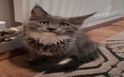 Maine Coon cats for sale: Purebred Maine Coon Kittens–Champion Bloodlines 🐾 - Image 4