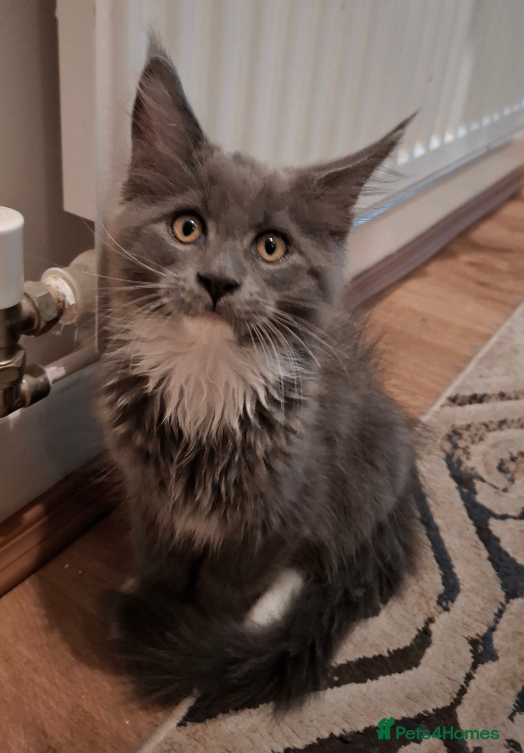 Maine Coon cats for sale: Purebred Maine Coon Kittens–Champion Bloodlines 🐾 - Image 4