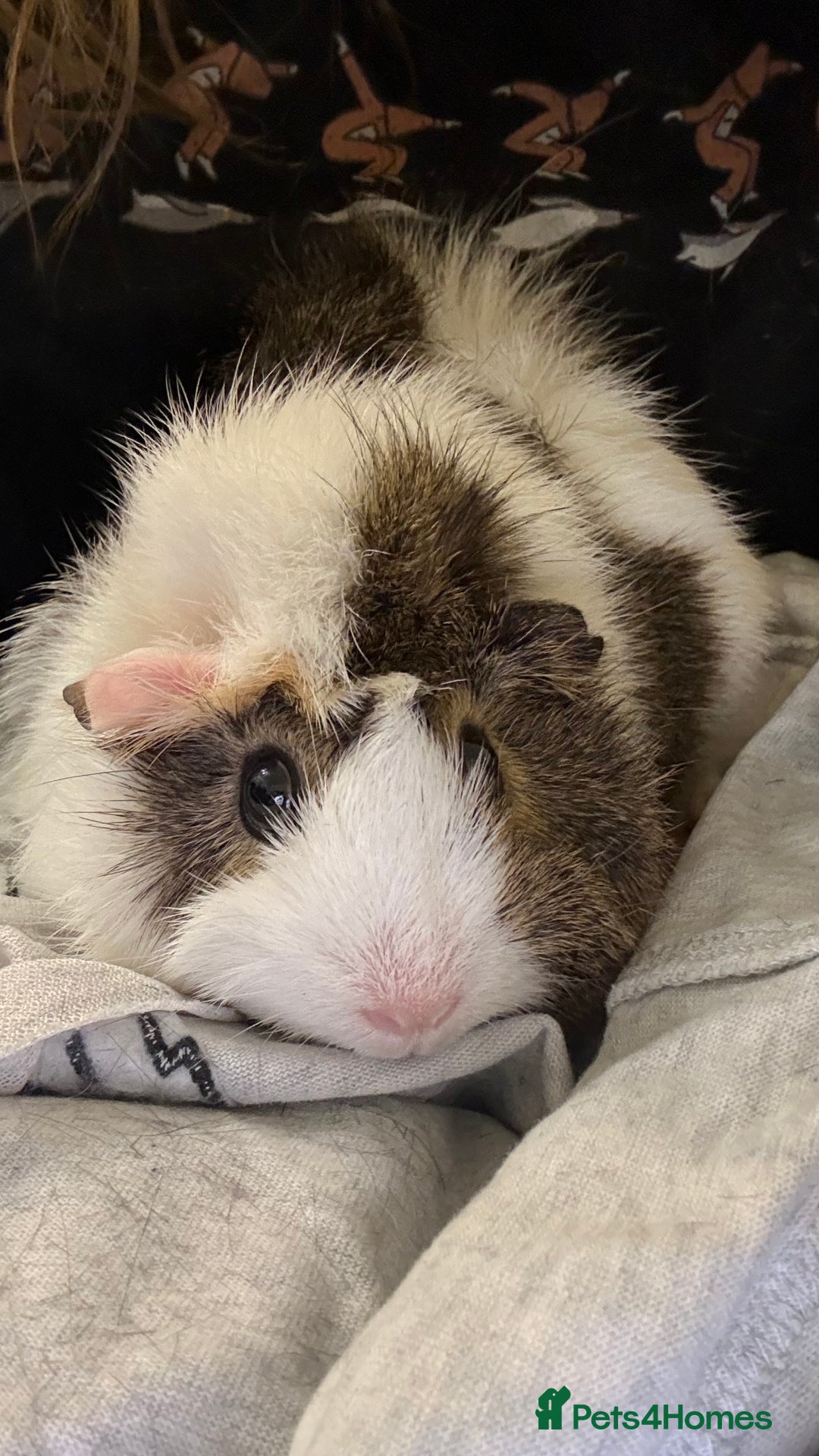 Guinea Pig rodents for sale: 3 Female Guinea Pigs  - Advert 2