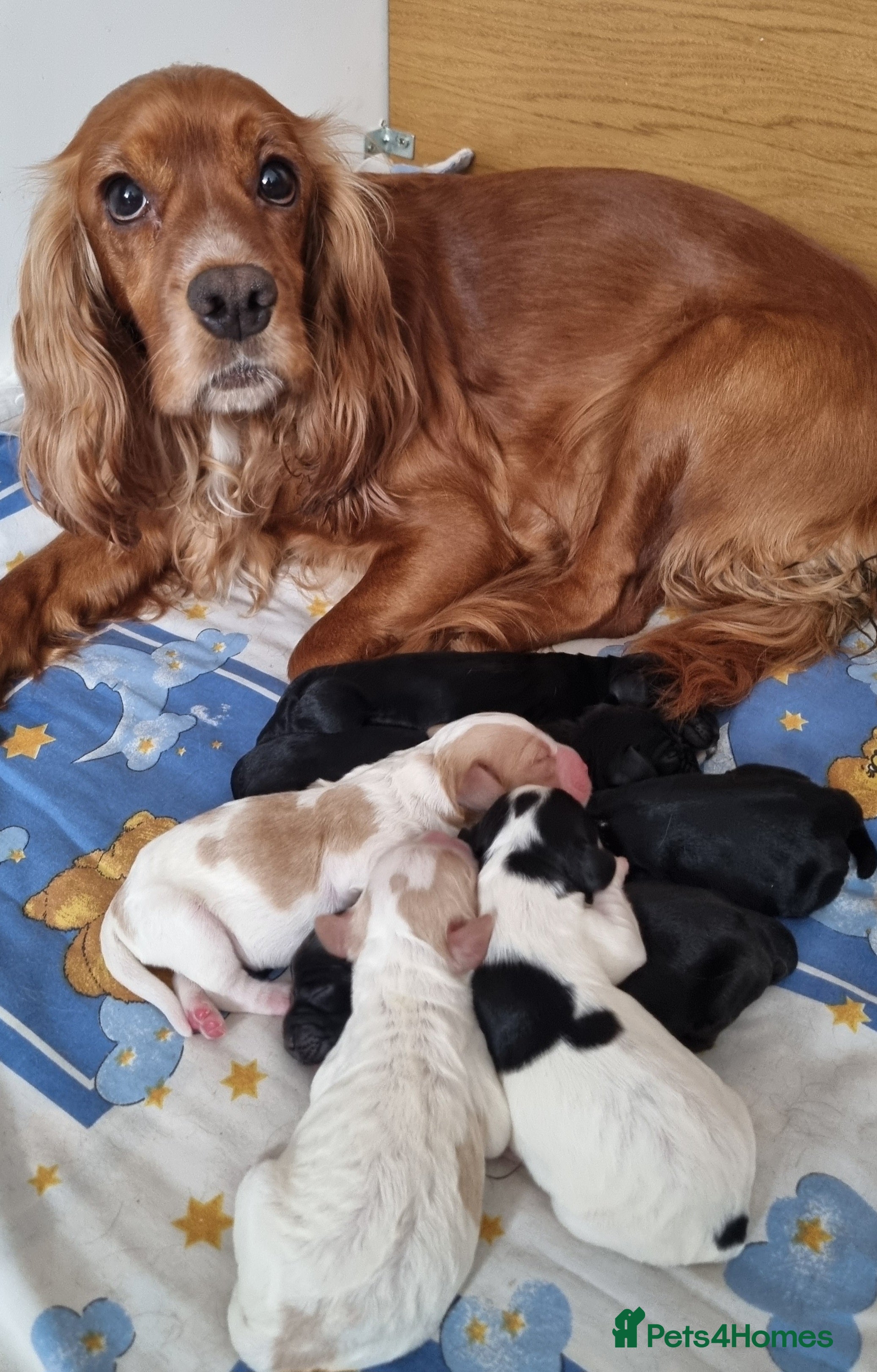 Cocker Spaniel dogs Adorable Cocker Spaniel Puppies for Sale 🐾 - Advert 2