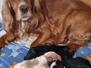 Cocker Spaniel dogs Adorable Cocker Spaniel Puppies for Sale 🐾 - Advert 1