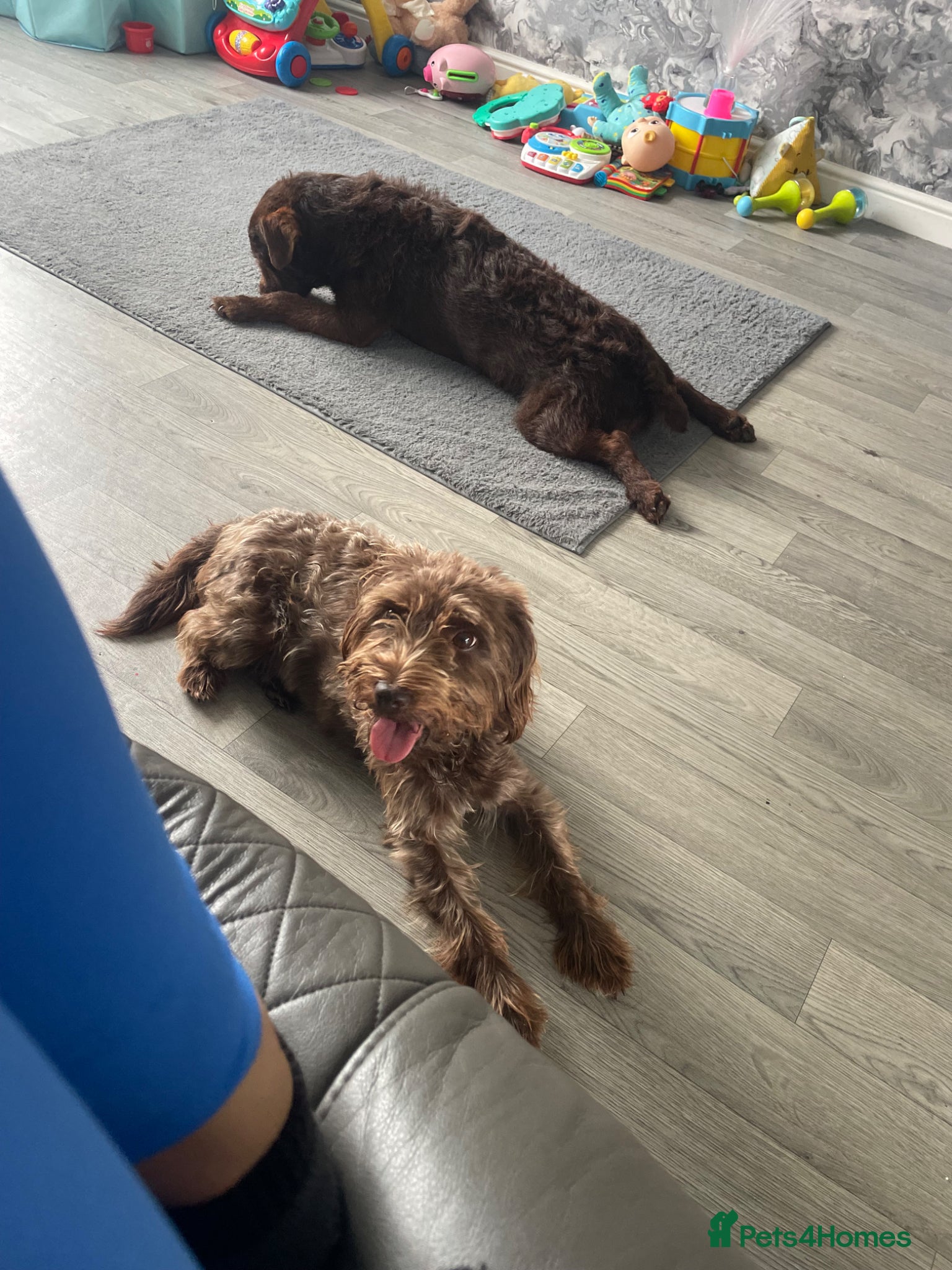 Mixed Breed dogs Patterdale terrier cross  - Advert 4