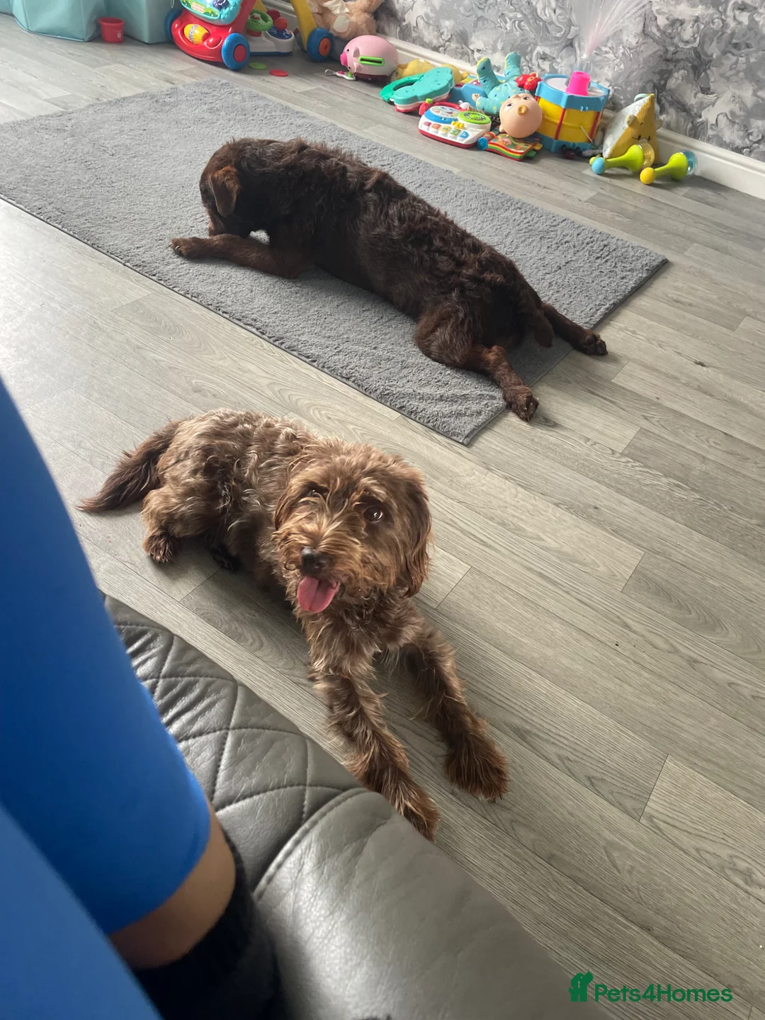 Mixed Breed dogs for sale: Patterdale terrier cross  - Advert 1