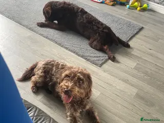 Mixed Breed dogs Patterdale terrier cross - Advert 3