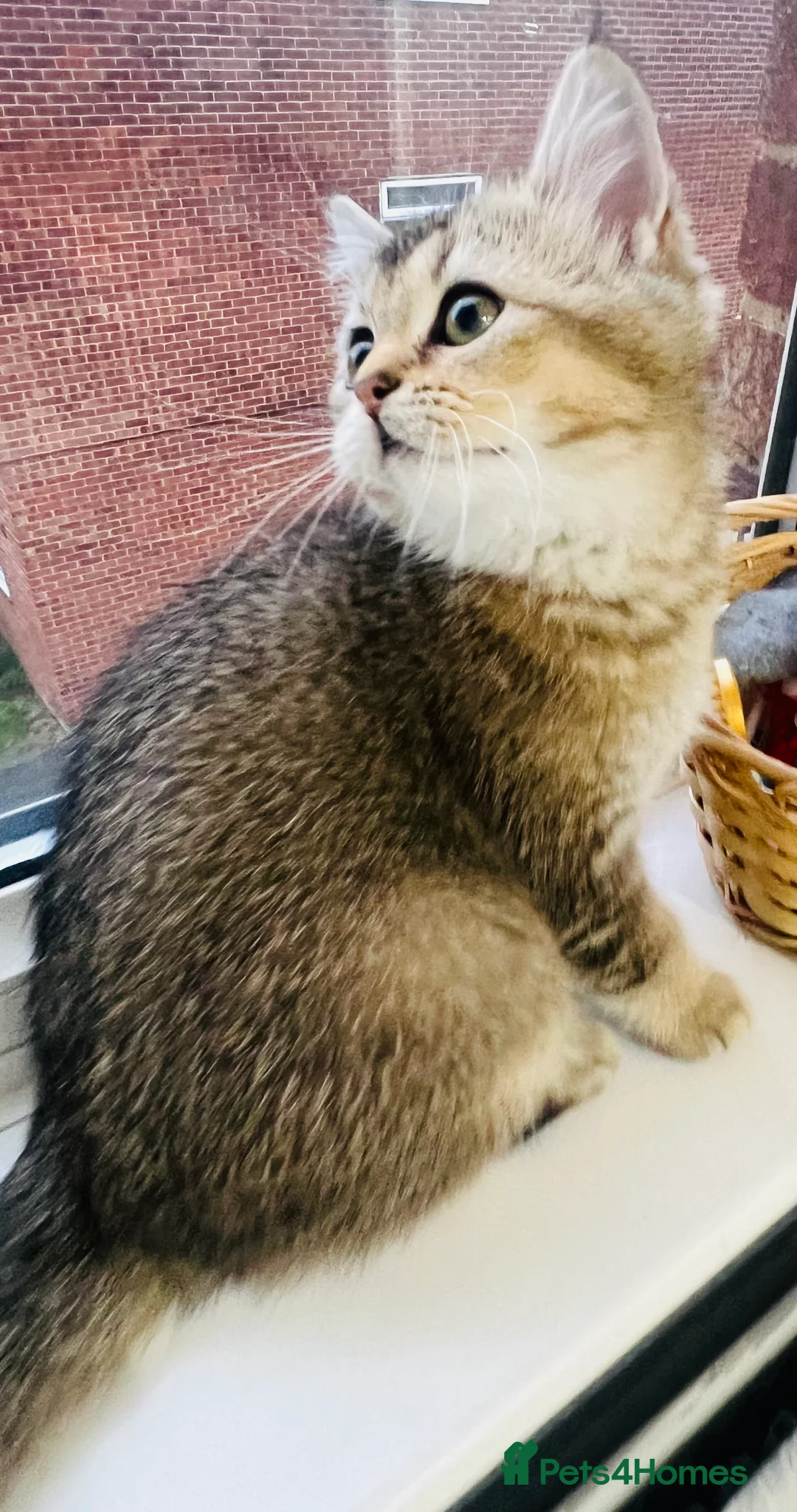 Scottish Fold cats for sale: TICA registered Pedigree boy kitten  - Advert 4