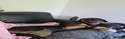 Rottweiler dogs for sale: Rottweiler  in Wrexham - Advert 8