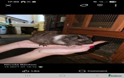 Guinea Pig rodents for sale: Baby guinea pigs - Image 2