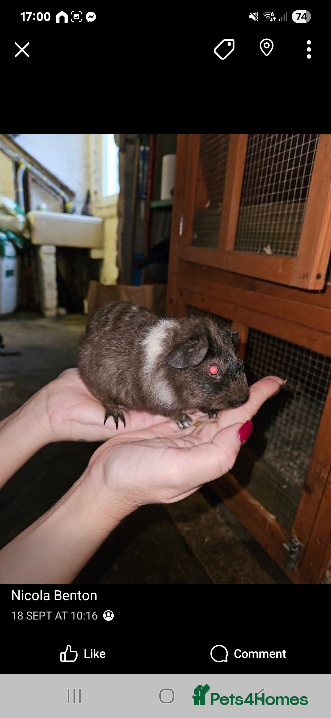 Guinea Pig rodents for sale: Baby guinea pigs - Image 2
