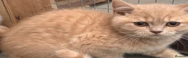 British Shorthair cream boy kitten 