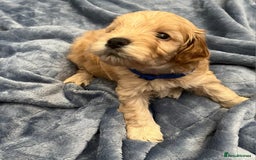 Cockapoo dogs for sale: Beautiful litter of cockapoos - Image 4