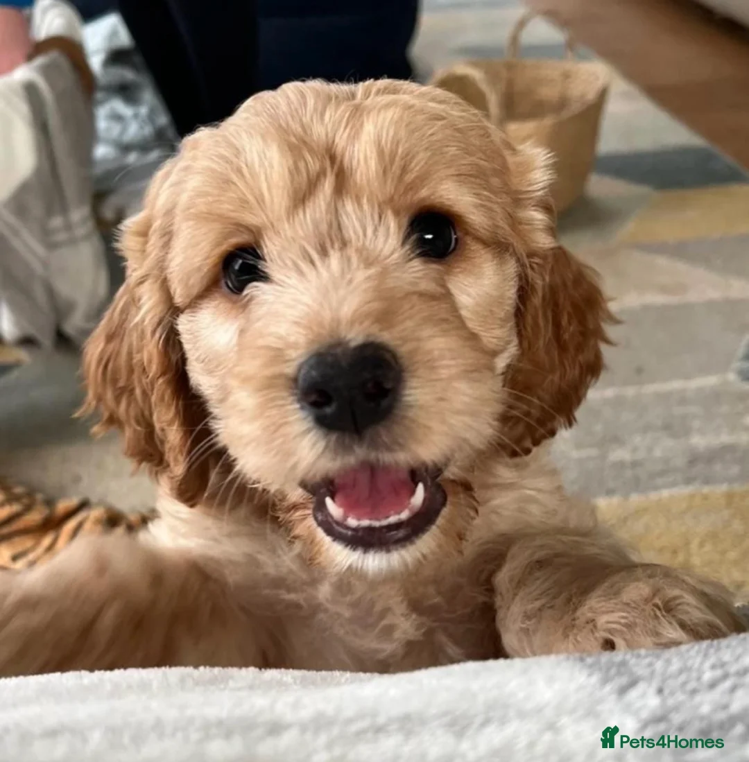 Cockapoo dogs for sale: 6 Cockapoo pups  - Advert 7