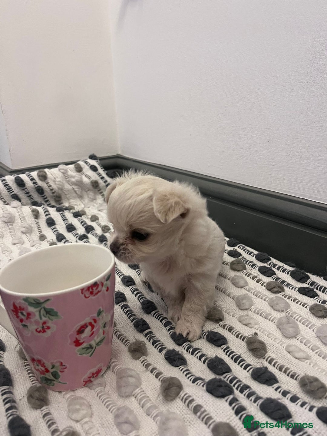 Chihuahua dogs for sale: Stunning litter of long haired Chihuahuas - Image 5