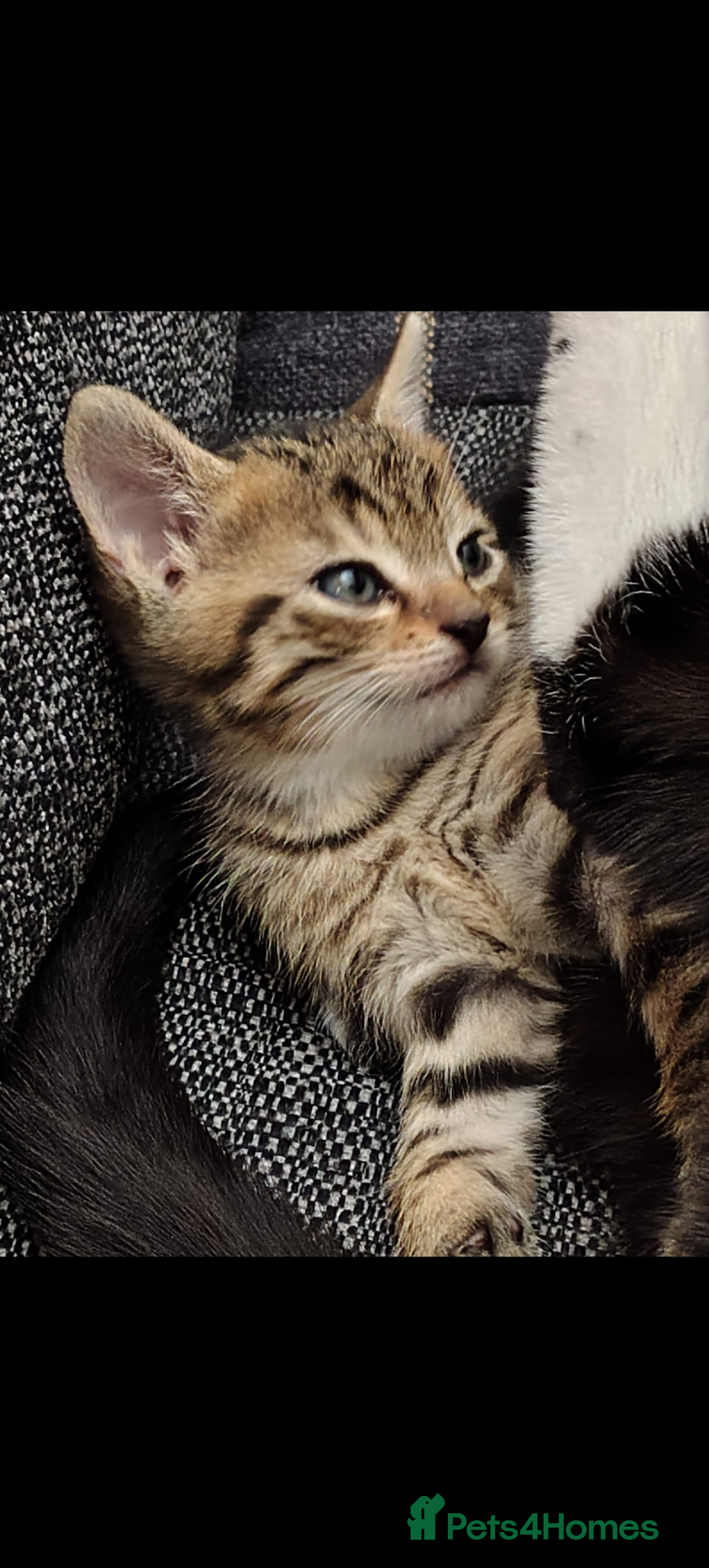 Mixed Breed cats for sale: Lovely tabby kitten ready to find his forever home - Advert 4
