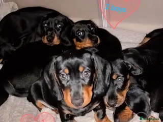 Dachshund dogs Miniature Dachshund - Advert 18