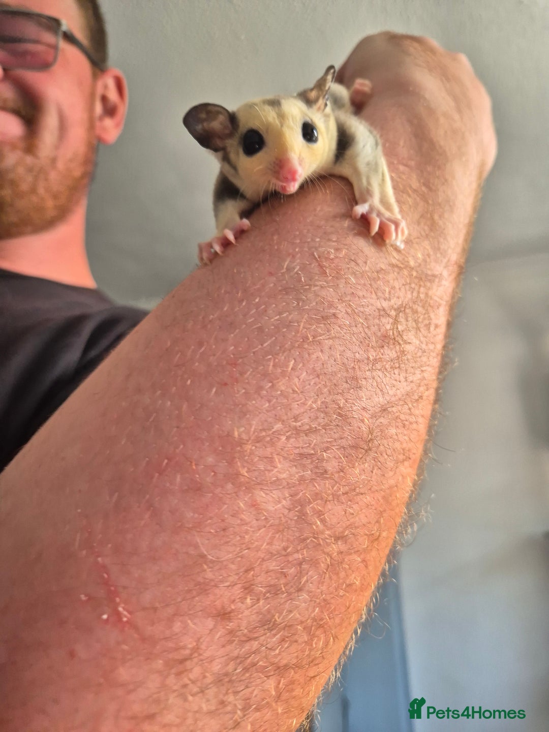 Sugar Glider rodents for sale: Breeding pair of  sugar gliders ready 13th sept   - Image 37