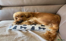 Cocker Spaniel dogs for sale: Stunning Show Quality Gold Girl - Image 5