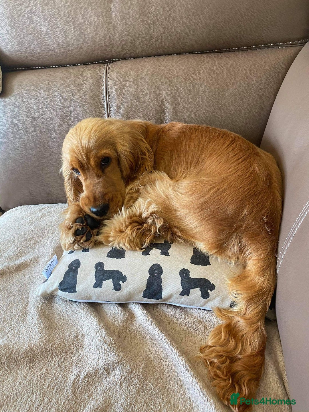 Cocker Spaniel dogs for sale: Stunning Show Quality Gold Girl - Image 5
