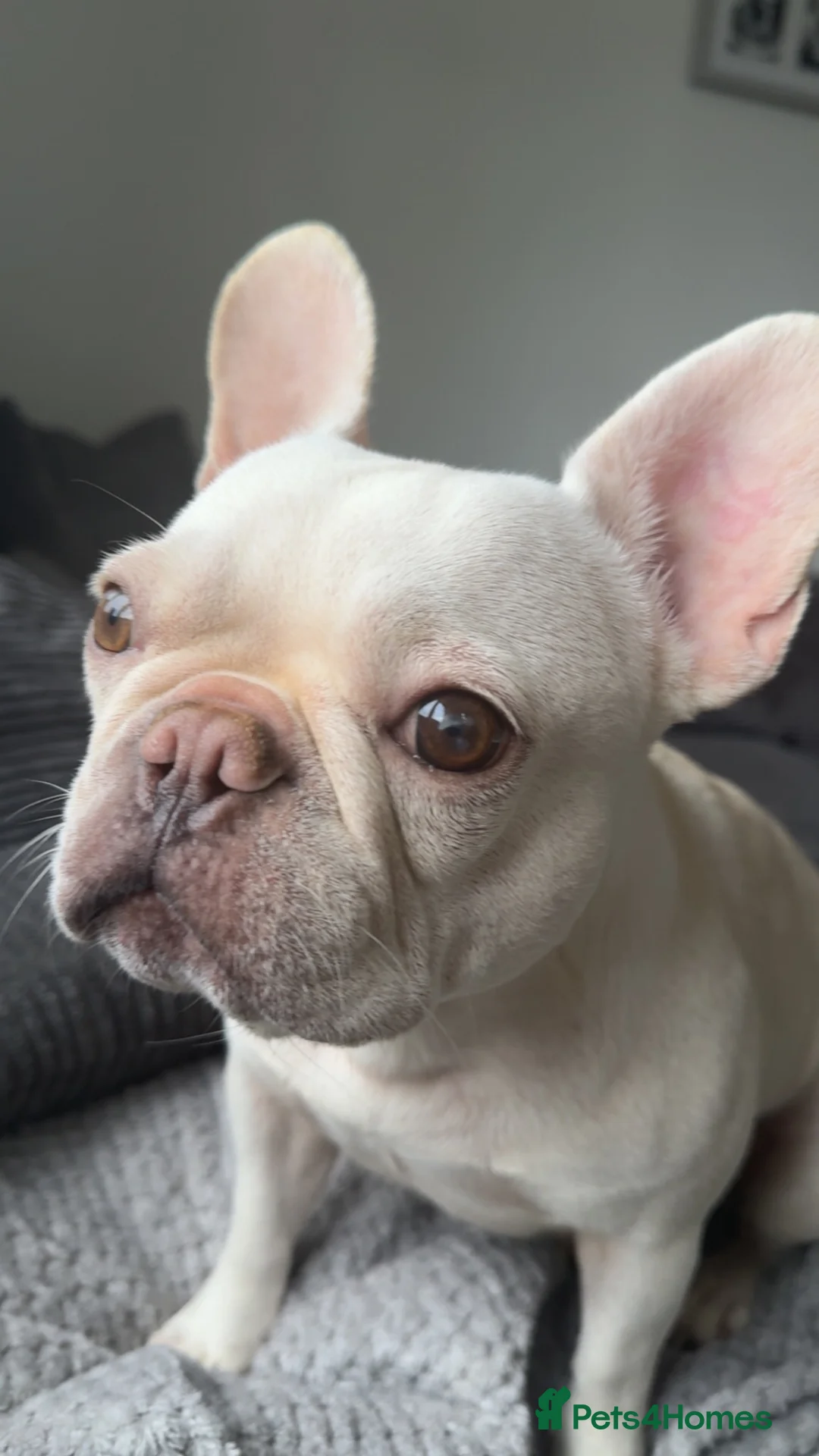 French Bulldog dogs for sale: female french bulldog  in Warrington - Advert 6