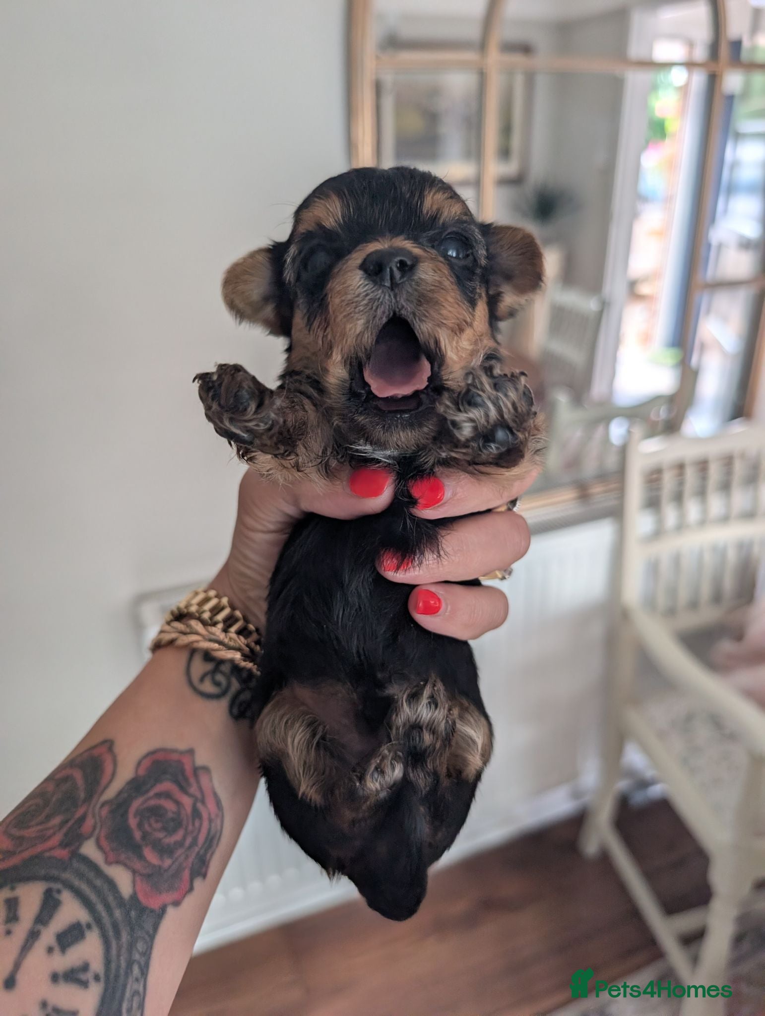 Yorkshire Terrier dogs Litter of 6 pedigree Yorkshire terriers - Advert 1