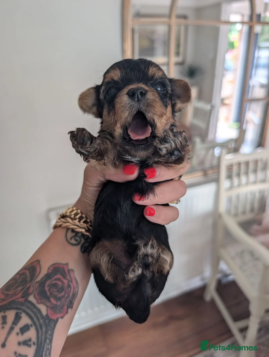 Yorkshire Terrier dogs for sale: Litter of 6 pedigree Yorkshire terriers - Advert 1