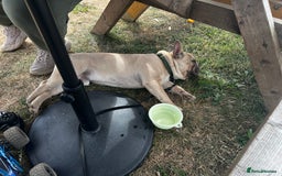 French Bulldog dogs for sale: Male French Bulldog 11 months old - Image 2