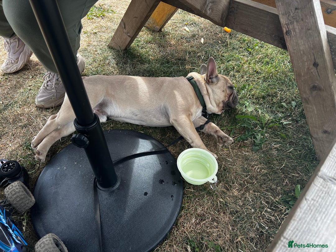 French Bulldog dogs for sale: Male French Bulldog 11 months old - Image 2