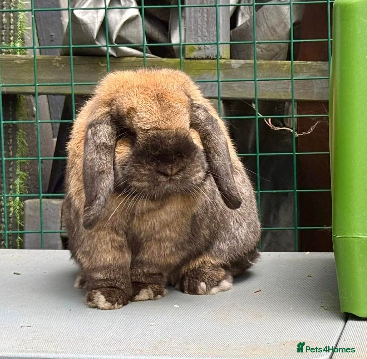 Mini Lop rabbits Gorgeous 1 Year Old Mini Lop For Rehoming  - Advert 1