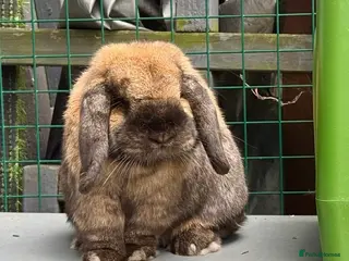 Mini Lop rabbits Gorgeous 1 Year Old Mini Lop For Rehoming - Advert 1