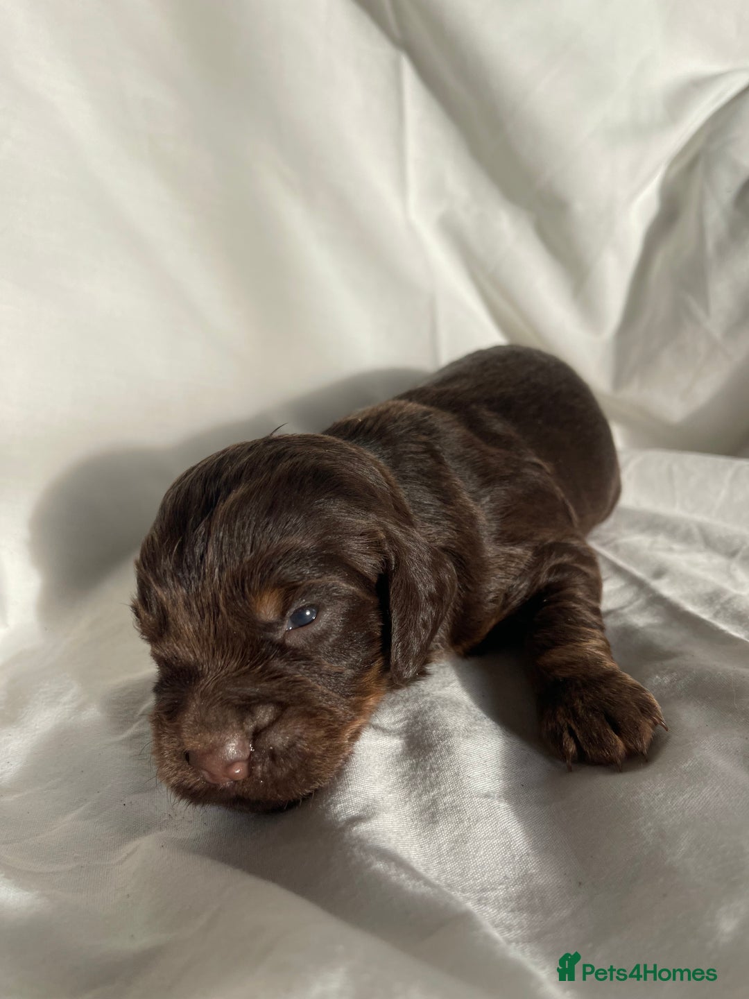 Cocker Spaniel dogs for sale: Cocker Spaniel puppies - Advert 6
