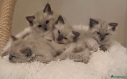 Ragdoll cats for sale: Stunning Ragdolls  - Image 15