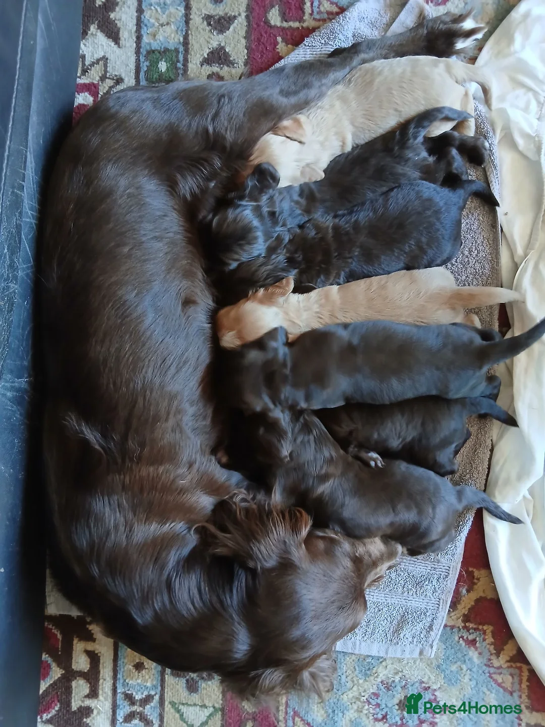 Cocker Spaniel dogs for sale: Show x working Cocker spaniel puppies Liver/golden - Advert 14