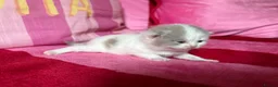 British Shorthair cats for sale: Champion Line British Shorthair Kittens 😻🥇🏆🐾 - Advert 11
