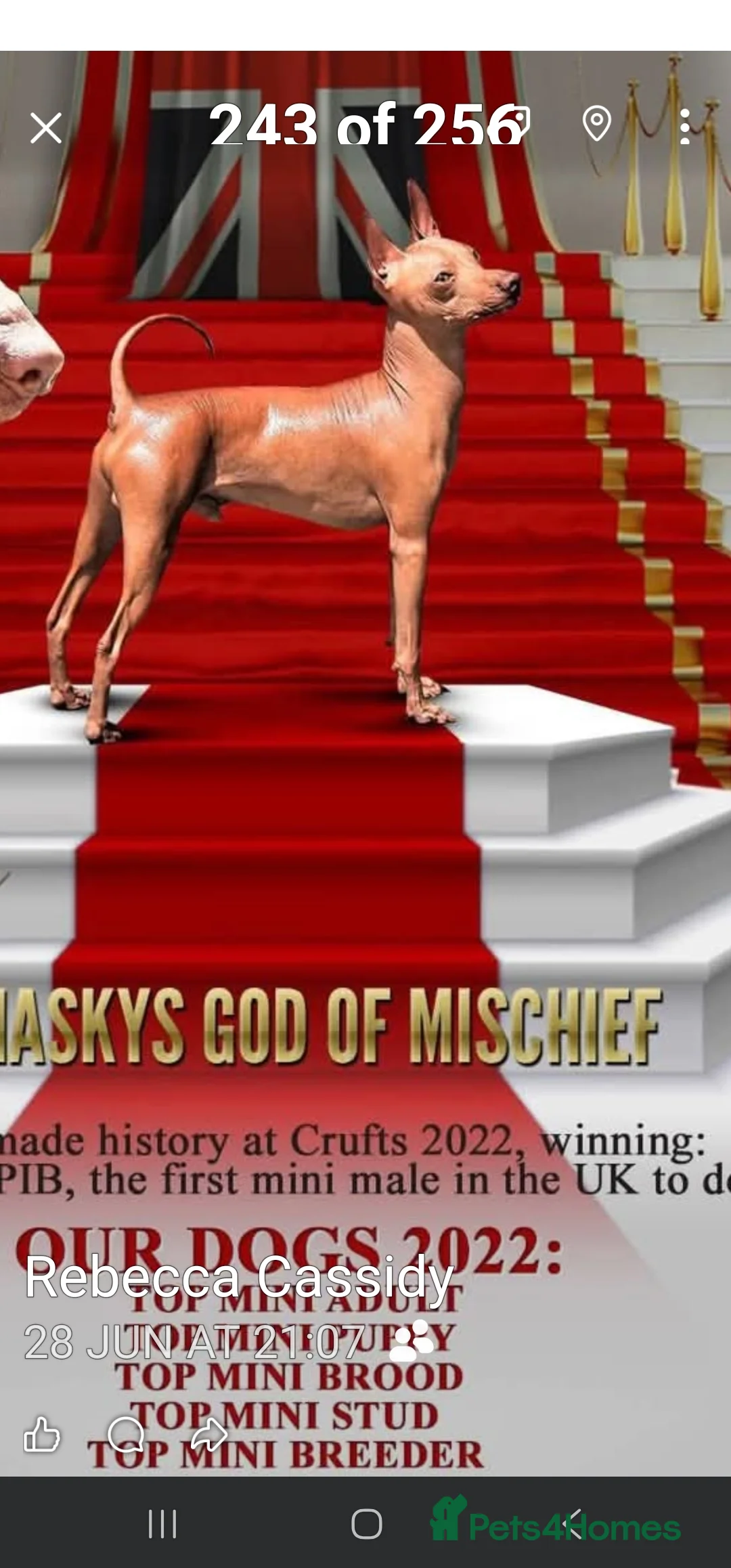 Mexican Hairless dogs for sale: 1 mini girl naked 1400 - Advert 29