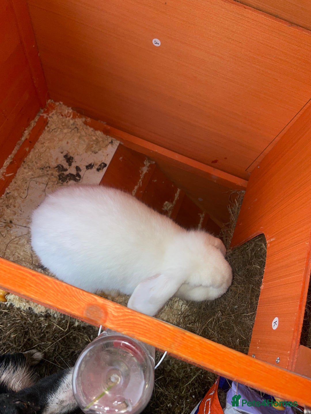 Dutch rabbits for sale: All mixed rabbits £60 each open to offers  - Advert 3