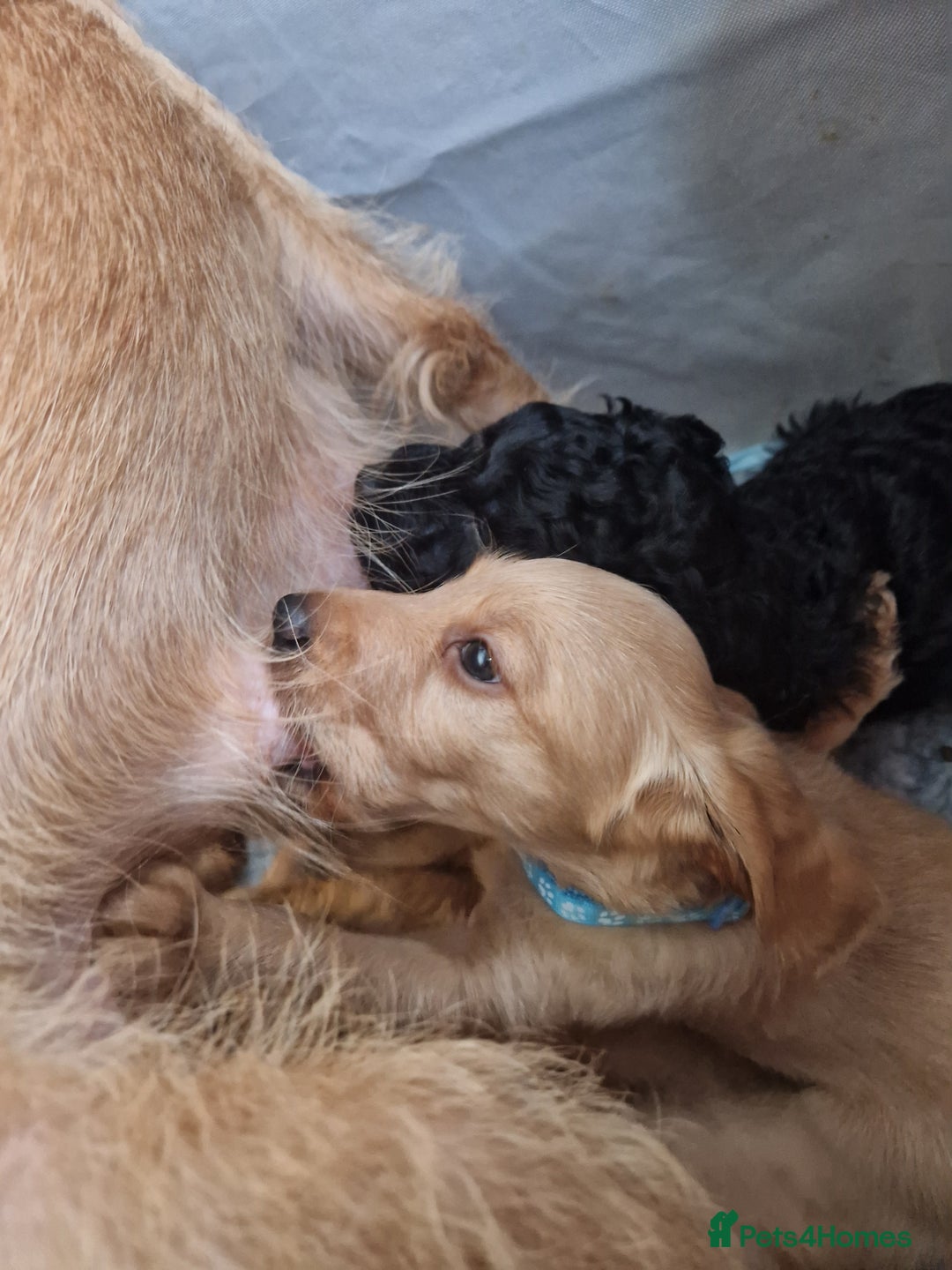 Labradoodle dogs for sale: Gorgeous miniature labradoodle puppies. - Image 20