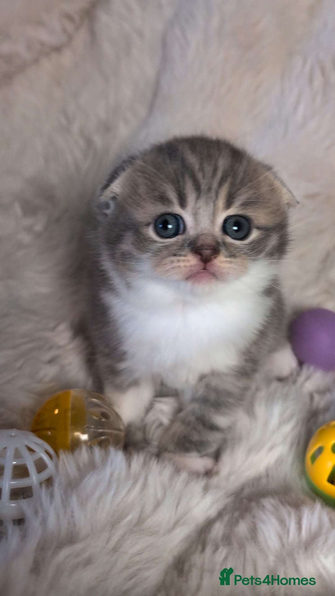 British Shorthair cats for sale: 🏆GCCF / TICA Active –🏅 PROVEN  - Advert 24