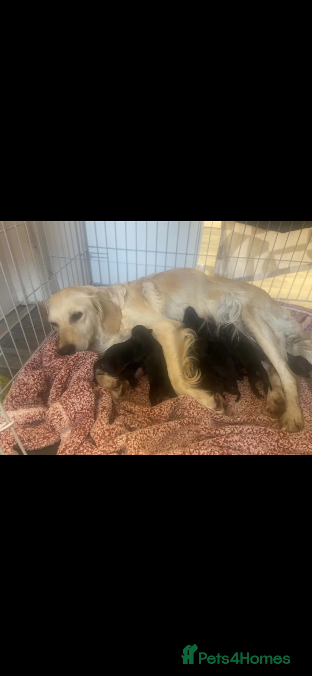 Mixed Breed dogs for sale: Ready to go right before  **   **   in Kidderminster - Advert 2