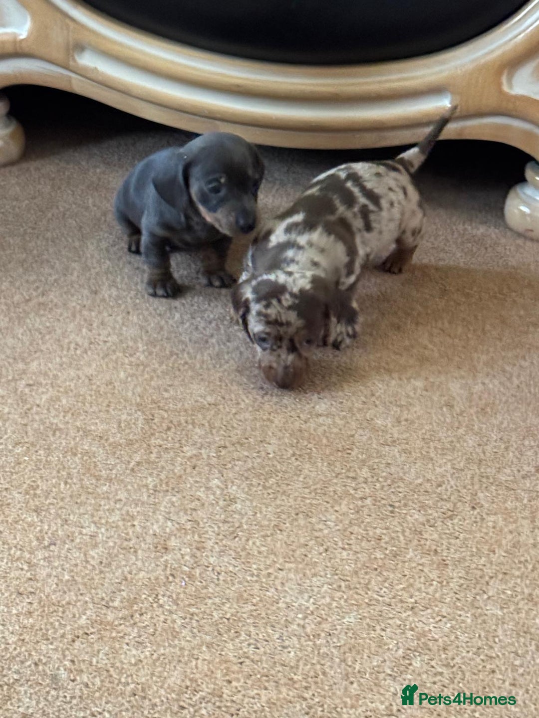 Miniature Dachshund dogs for sale: Miniature dachshund puppies - Advert 8