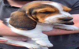 Basset Hound dogs for sale: Beautiful Basset Hound puppies for sale  - Image 6
