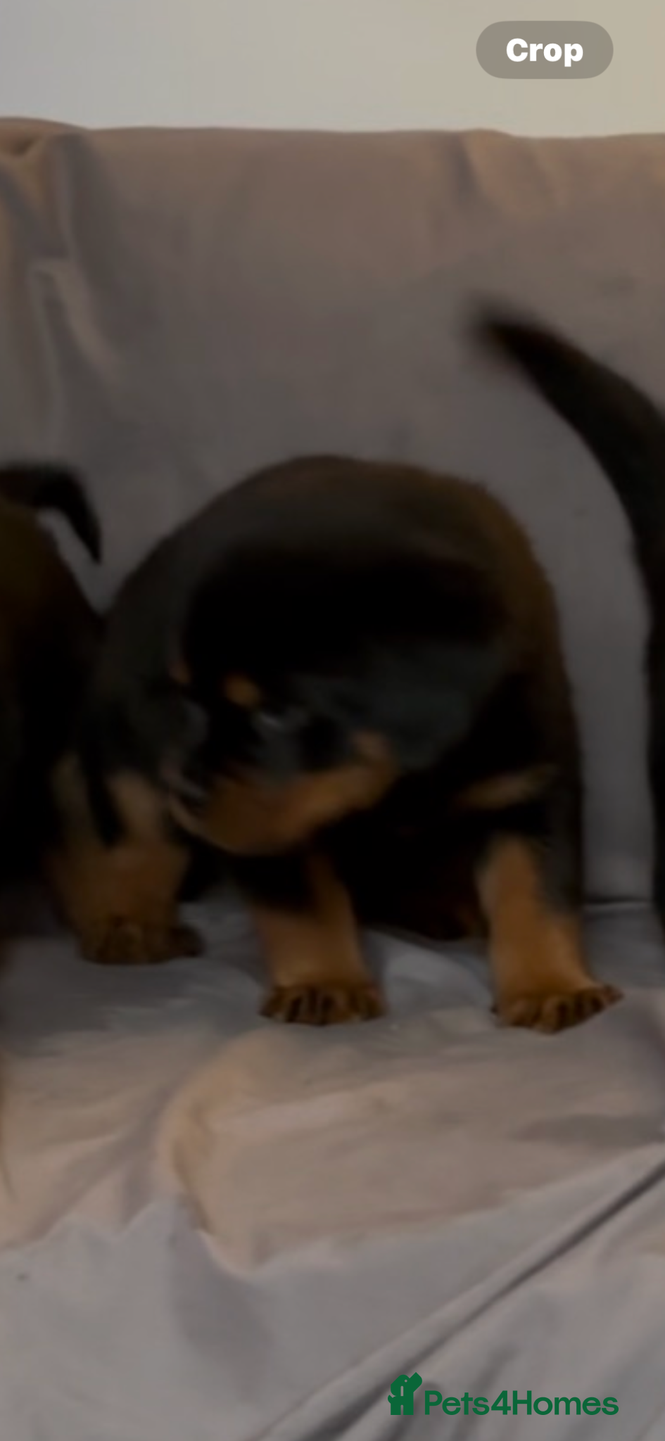 Rottweiler dogs for sale: ROTTWEILER PUPPIES deposit secures - Advert 1