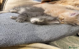 Persian cats for sale: Himalayan Persian cats - Image 7