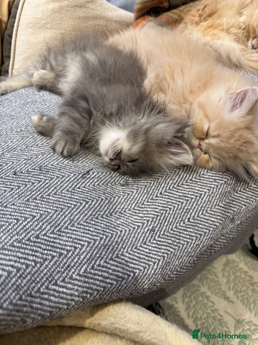 Persian cats for sale: Himalayan Persian cats - Image 7