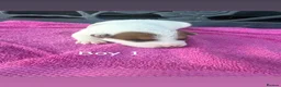 Jack Russell dogs for sale: Parson jack russles 5 boys 2 girls  - Advert 13