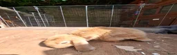 Mini Lop rabbits for sale: Mini Lops - Advert 4