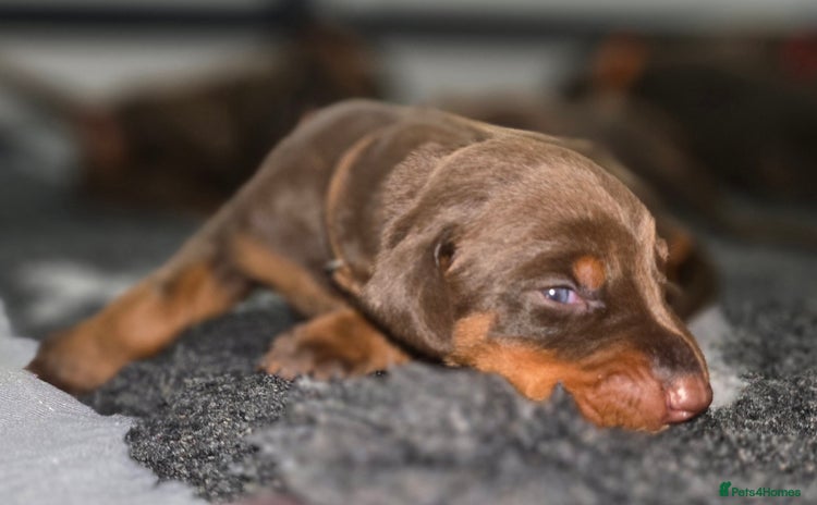 Dobermann dogs - Advert 5