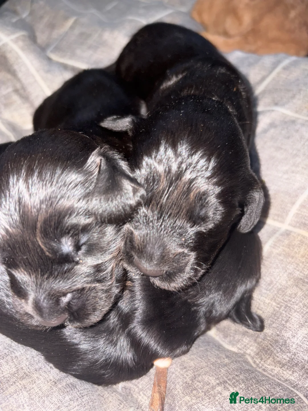 Cockapoo dogs for sale: 🩷F1B COCKAPOOS🩷 - Advert 2